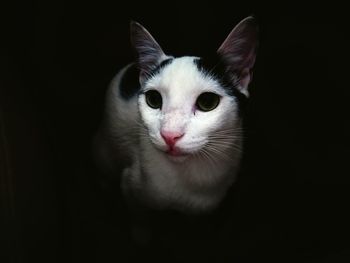 Close-up portrait of cat against black background