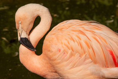 Close-up of bird