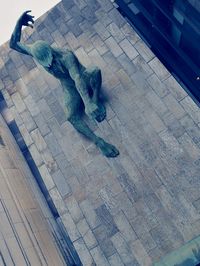 High angle view of bird perching on floor