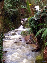 Stream flowing through rocks in forest