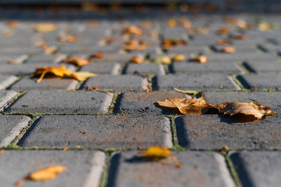 Close-up of autumn leaves on footpath