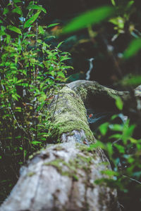 Close-up of moss on tree trunk