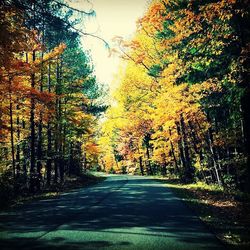 Road passing through forest