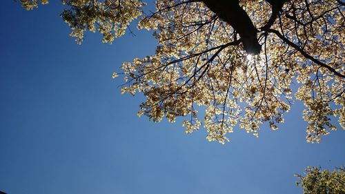 Low angle view of apple blossoms in spring