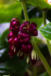 Close-up of purple flowers blooming outdoors