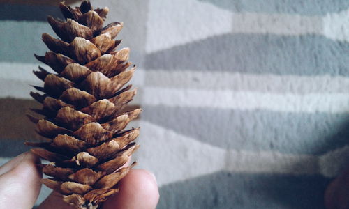 Close-up of hand holding pine cone against wall