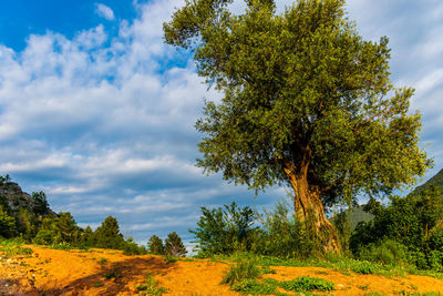 Low angle view of trees on field against sky