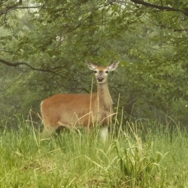 animal themes, one animal, mammal, animals in the wild, wildlife, grass, forest, tree, field, sitting, portrait, nature, grassy, looking at camera, relaxation, plant, outdoors, day, deer, no people