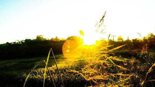 Plants growing on field against sky during sunset