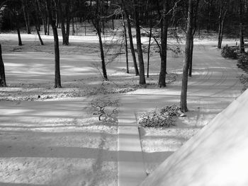 Trees in the forest