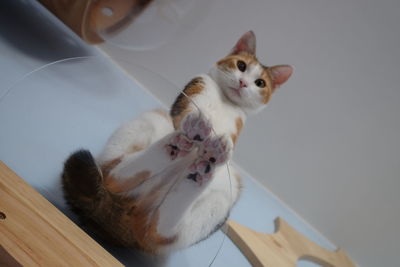 High angle view of cat looking at camera