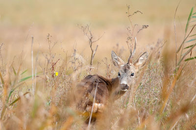 Roe deer with one horn hiding in a field