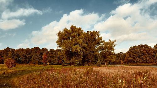 Trees growing on field against sky during autumn