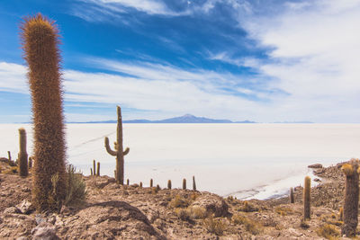 Cactus plants against calm sea