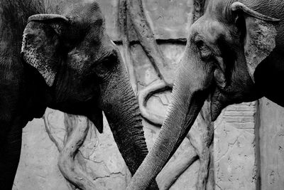 Side view of elephants against wall at zoo