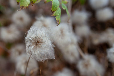 Close-up of white flowering plant