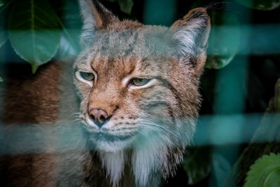 Close-up portrait of a cat