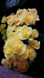 Close-up of yellow flowers blooming against black background