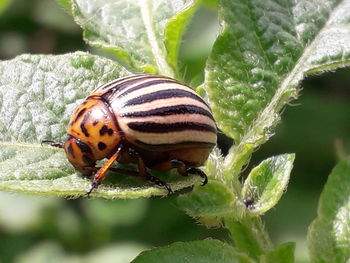 Close-up of insect on leaf