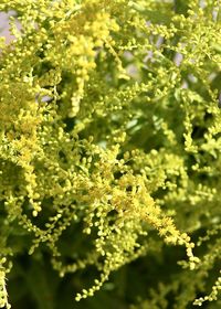 Close-up of plants