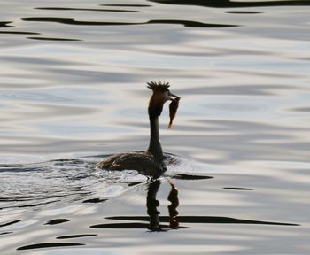 Full length of duck swimming in lake