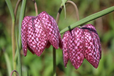 Close-up of pink flowers