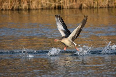 Bird flying over lake