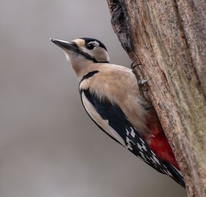 Close-up of bird perching on tree trunk