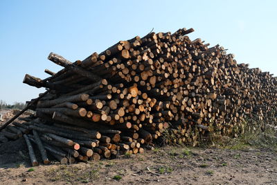 Stack of logs on field in forest