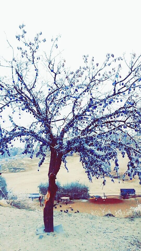 BARE TREES IN WATER