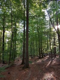 Trees growing in forest