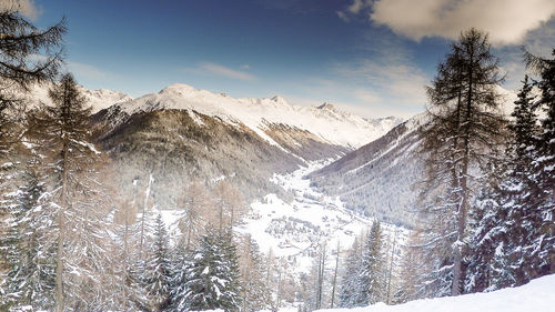 Pine trees on snowcapped mountains against sky