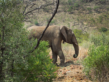 Side view of elephant in forest