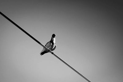 Low angle view of man on rope against sky
