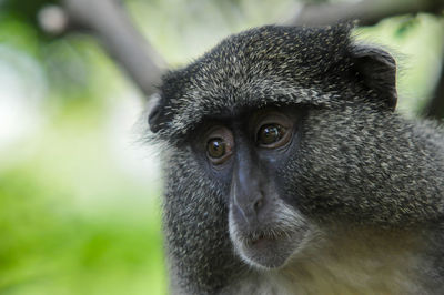 Close-up of monkey looking away