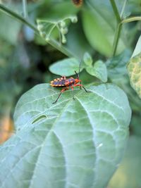 Close-up of insect on leaf