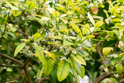 plant