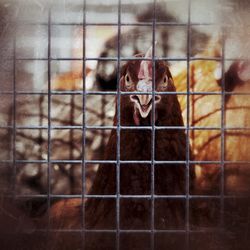 Close-up portrait of goat in cage
