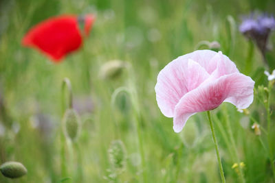 Pink poppy in field
