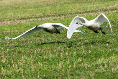 View of a bird on field