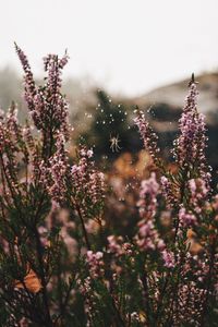 Close-up of purple flowers growing in field