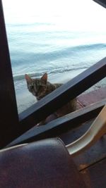 Close-up of cat sitting on railing