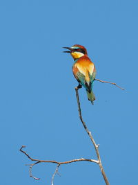 Close-up of bird perching on branch against clear blue sky