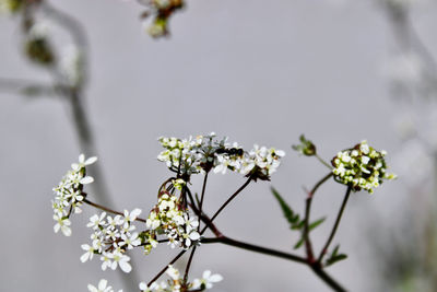 Close-up of cherry blossoms against tree