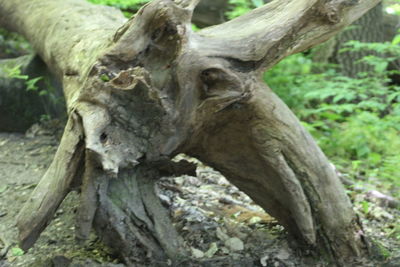 Close-up of lizard on tree trunk