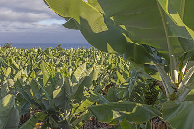 Close-up of crops growing on field against sky