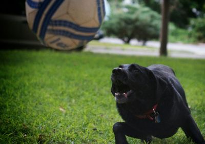 Dog relaxing on grassy field