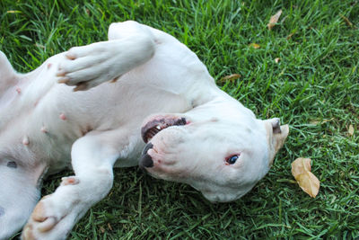 High angle view of dog on field