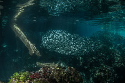 High angle view of fish swimming in sea