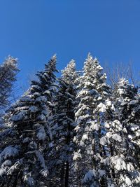 Low angle view of snow covered trees against clear blue sky